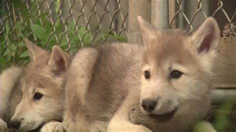 Adorable: Keepers teach wolf pups how to socialize - ABC13 Houston