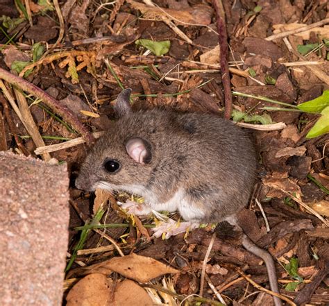 Maryland Biodiversity Project - White-footed Mouse (Peromyscus leucopus)