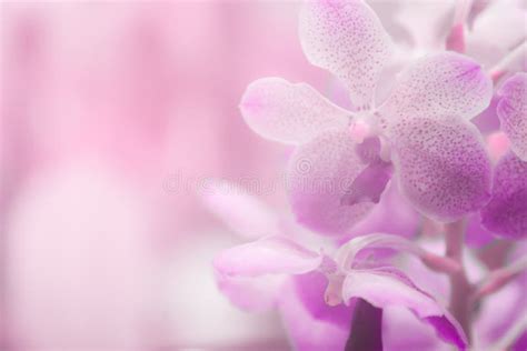 Abstract Purple Orchid Background Stock Photo - Image of beauty ...