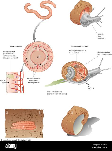 Slug anatomy hi-res stock photography and images - Alamy