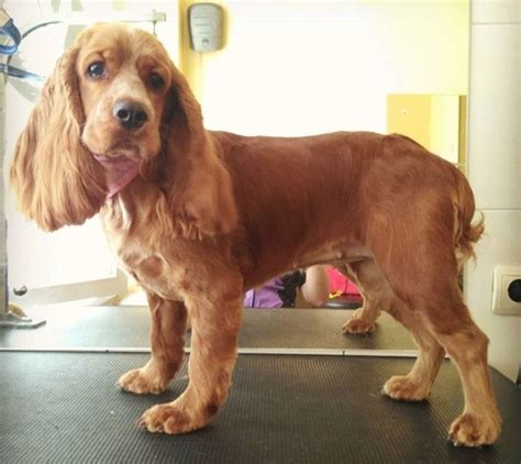 Cocker Spaniel Haircut | Cocker spaniel haircut, Cocker spaniel grooming, Black cocker spaniel ...