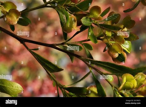 Hop Bush (Dodonaea viscosa) flowers and foliage. Australian native ...