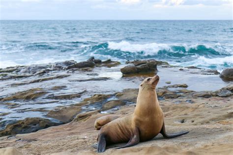 How to Visit the La Jolla Seals and Sea Lions - La Jolla Mom