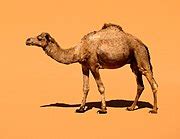 Camel - Wikipedia