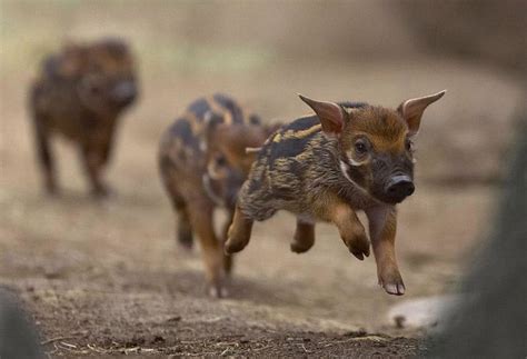 Wild Boar piglets