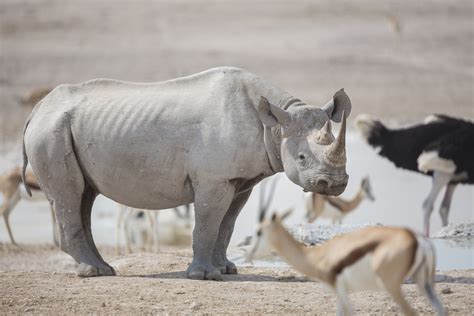 Gallery to Etosha Animals