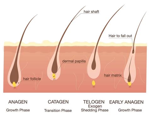 Why Do I Have Multiple Pubic Hairs In One Follicle - Best Hairstyles ...