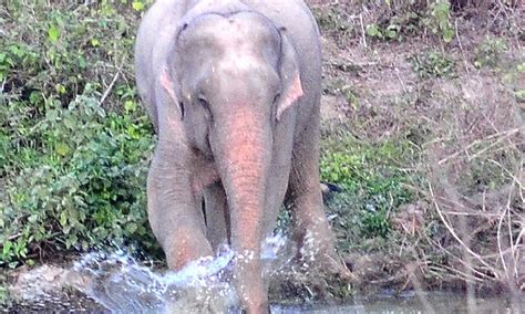 Rare albino elephant spotted among herd in Thailand national park ...