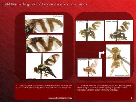 The Fruit Flies (Tephritidae) of Ontario – CJAI no. 15 » Biodiversity ...