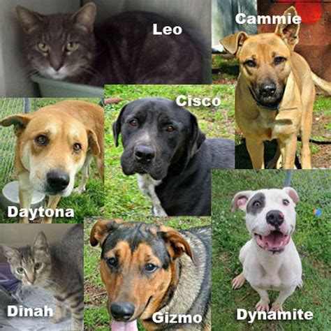 Jackson County Animal Shelter is overflowing with pets in need of lifelong, loving homes ...