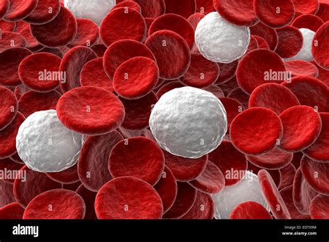 White blood cell | 👉👌Types of White Blood Cells: What the Numbers May Mean