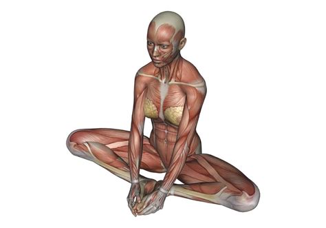 Butterfly Pose - Yoga Anatomy | Om Yoga Magazine