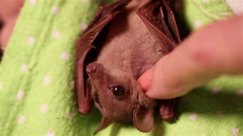 Meet Blossom The Baby Bat! - ZooBorns