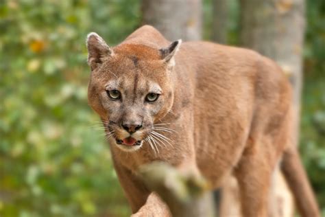 [WATCH] Mountain Lion Sounds: Why Do They Scream?