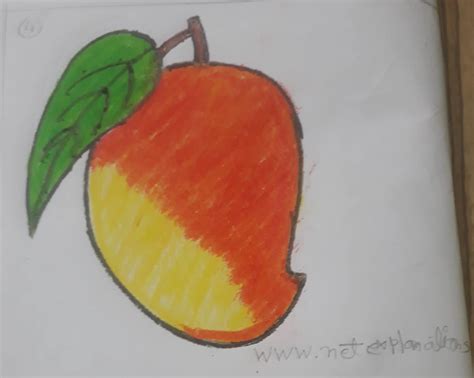 Easy How To Draw A Mango And Mango Coloring Page - vrogue.co