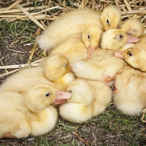 How to Take Care of Domesticated Pekin Ducks | Cuteness | Pekin duck, Pet ducks, Duck species