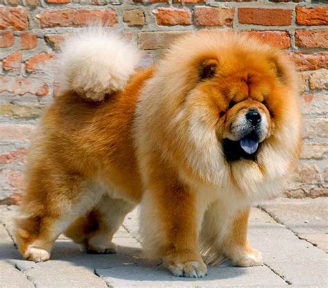 Lion Dog Hybrid