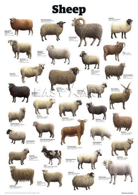 Sheep Art Print by Guardian Wallchart Easyart.com | Sheep breeds, Sheep art, Sheep farm