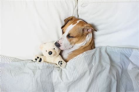 How Many Hours a Day Do Dogs Sleep? How Long Dogs Sleep, Explained | Trusted Since 1922