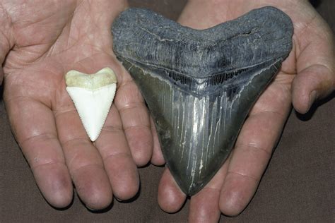 Megalodon teeth vs great white : r/pics