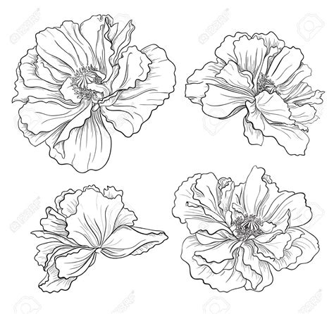 Flower Hand Drawn Poppies Royalty Free Cliparts, Vectors, And Stock Illustration. Pic 23350279 ...