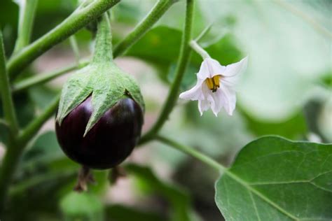 Eggplant Flower Drop, Reasons, Control Methods (Brinjal) | Agri Farming