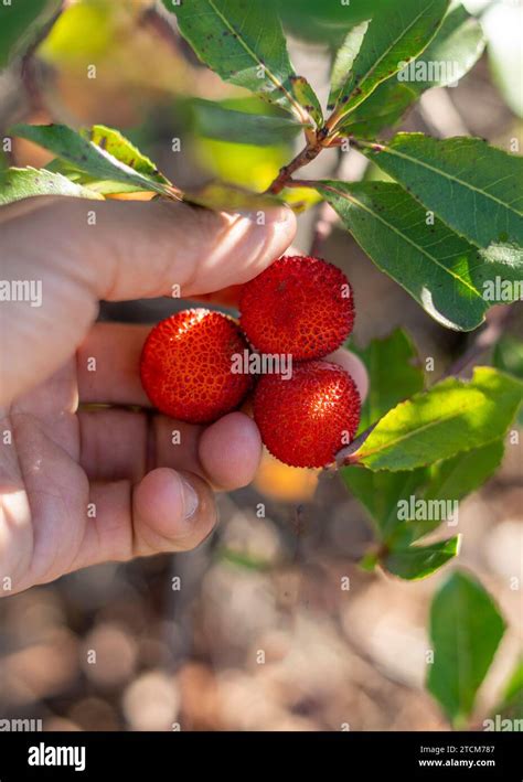 Irish strawberry tree hi-res stock photography and images - Alamy