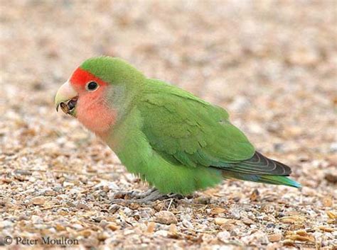 Green Peach Faced Lovebird