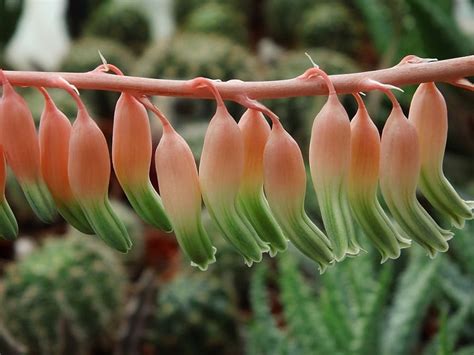 Gasteria Succulents: 33 Varieties and Care Tips | Succulent Alley