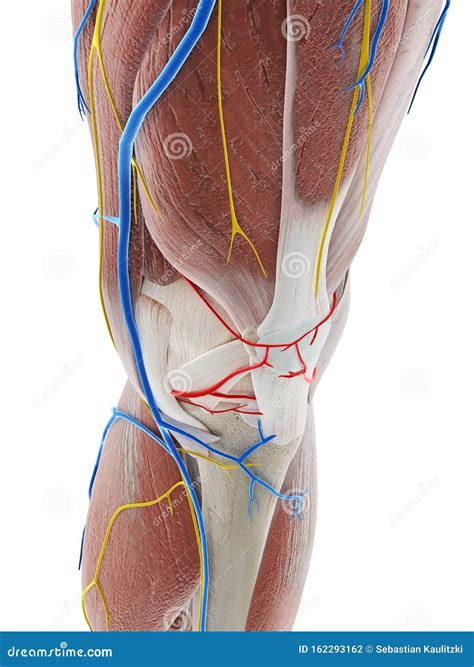 Anatomy Of The Knee_Fat Pad Impingement Syndrome Vector Illustration ...