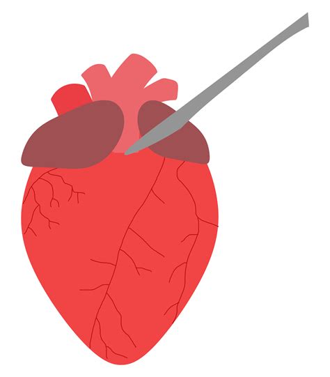 FPPN and SNHS collaborate to conduct heart dissections – El Estoque