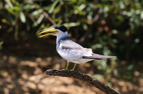 Pantanal Birds 2 - BIRDING PANTANAL 2018