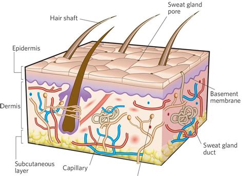 The structure of the skin is composed of two layers: (1) the epidermis ...