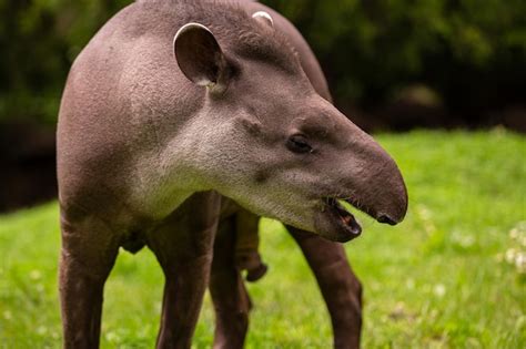 Premium Photo | South american tapir in the nature habitat. Beautiful ...