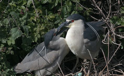 Variety of Life: Ardeidae