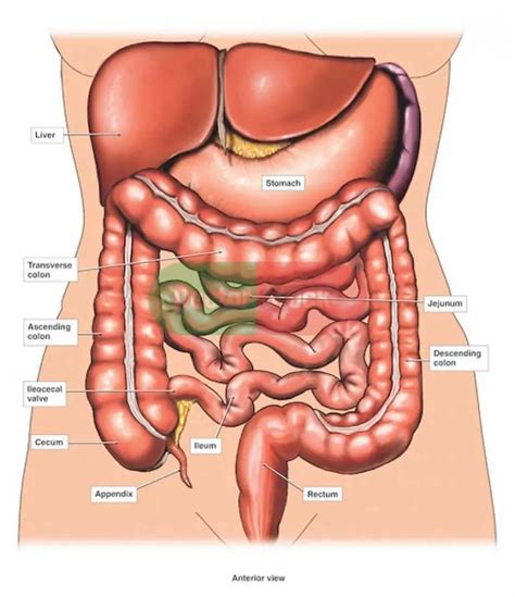 Internal organs diagram