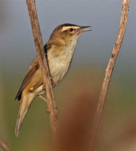 Sedge Warbler | BirdForum