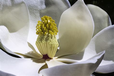 Free Images : blossom, white, flower, petal, bloom, spring, botany, flora, close up, magnolia ...