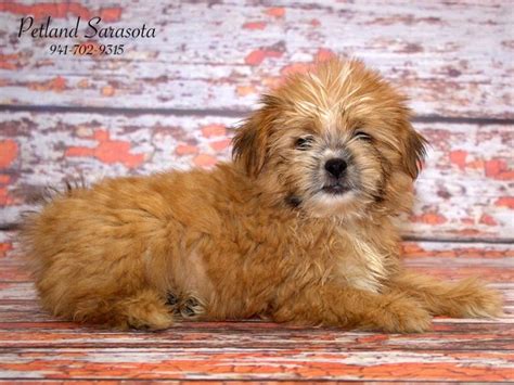 Pom-Shi Puppy Brown / White ID:22815 Located at Petland Sarasota, Florida