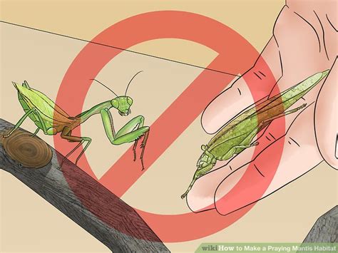 3 Ways to Make a Praying Mantis Habitat - wikiHow