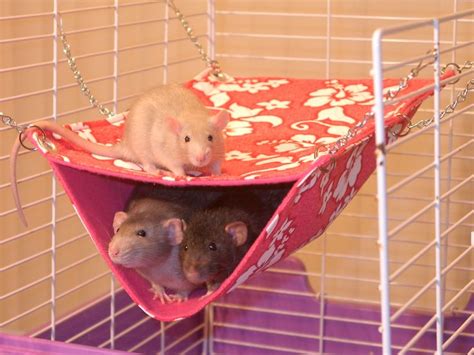 rat hammock - Google Search | Pet hammock, Pet rats, Baby rats