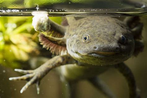 Axolotl Regeneration: All the Details About this Amazing Phenomenon ...