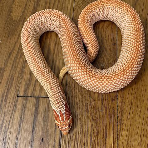 Albino Super Anaconda Hognose for sale