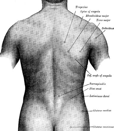 Human back - wikidoc