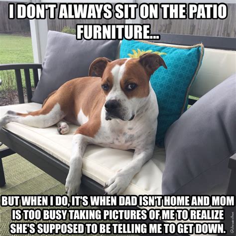 The most interesting dog in the world ... #chewslife #memes #dogmemes #doghumor | Dog memes ...