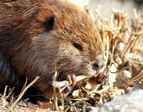 Busy Beaver Photograph by Lisa Gregory - Fine Art America