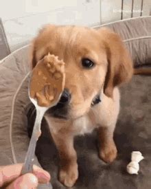 Dog Licking Peanut Butter GIFs | Tenor