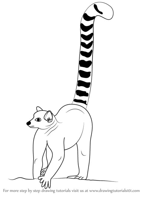 Learn How to Draw a Lemur (Zoo Animals) Step by Step : Drawing Tutorials