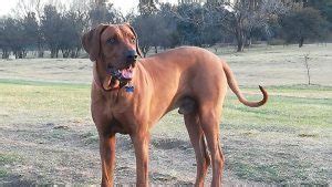 Broholmer Dog Breed Information - All You Need To Know | Dog Product Picker