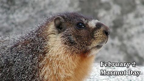 Marmot Day - Alchetron, The Free Social Encyclopedia